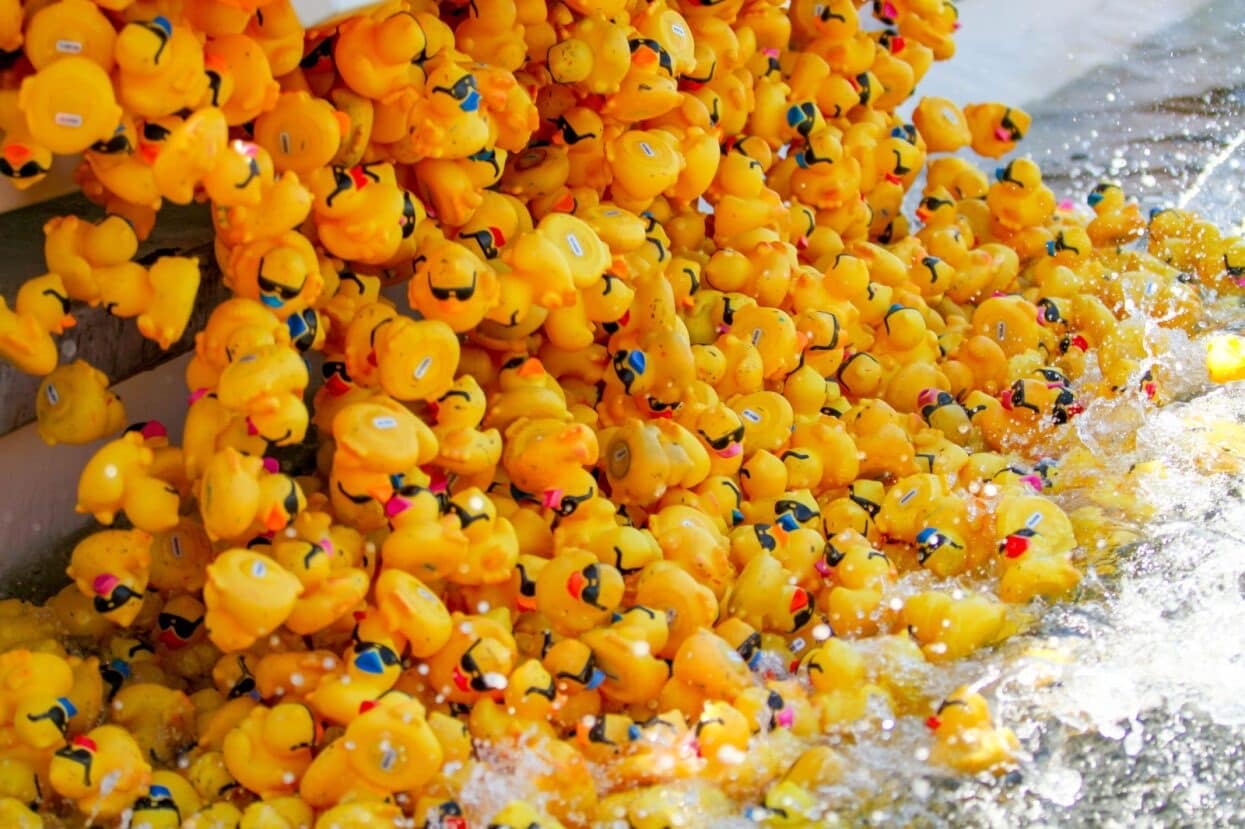 Thousands of yellow race ducks splashing into the water at the starting line