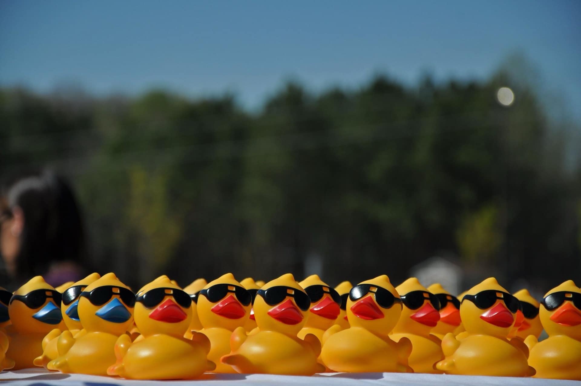 Thousands of yellow race ducks splashing into the water at the starting line