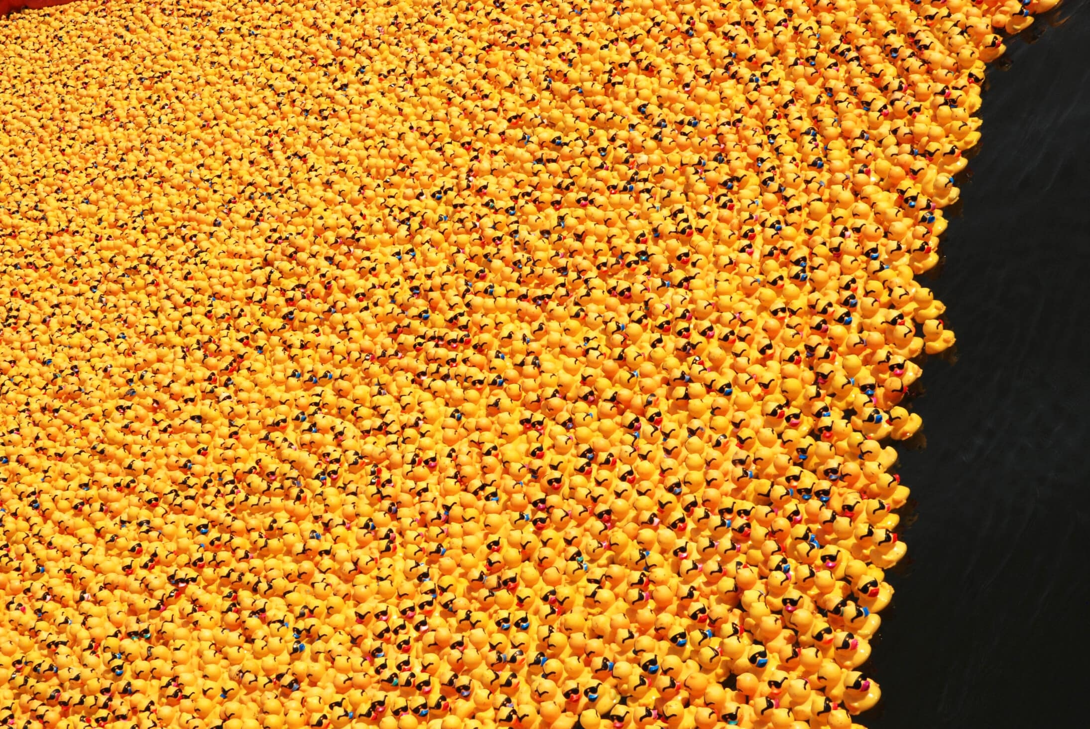 A long row of rubber ducks in sunglasses lined up before the race
