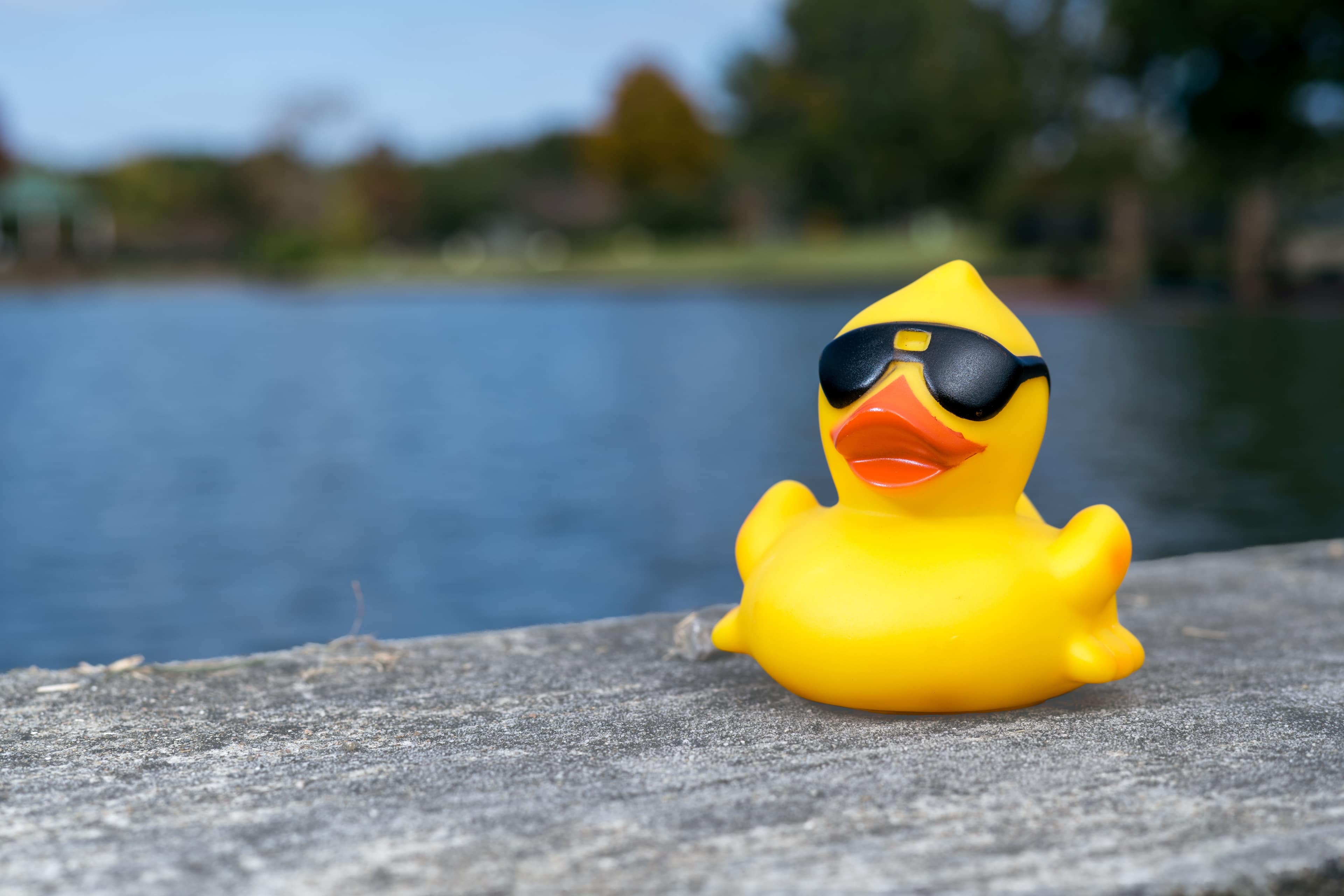 Thousands of yellow race ducks splashing into the water at the starting line
