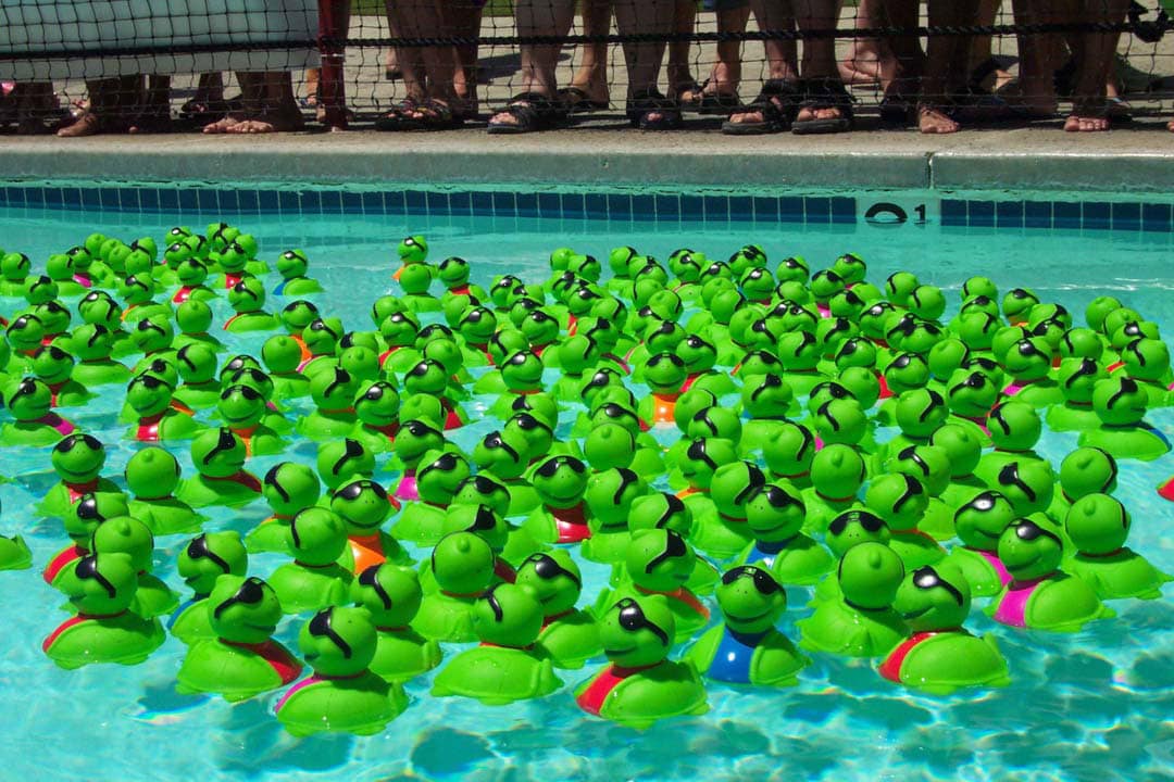 Thousands of yellow race ducks splashing into the water at the starting line