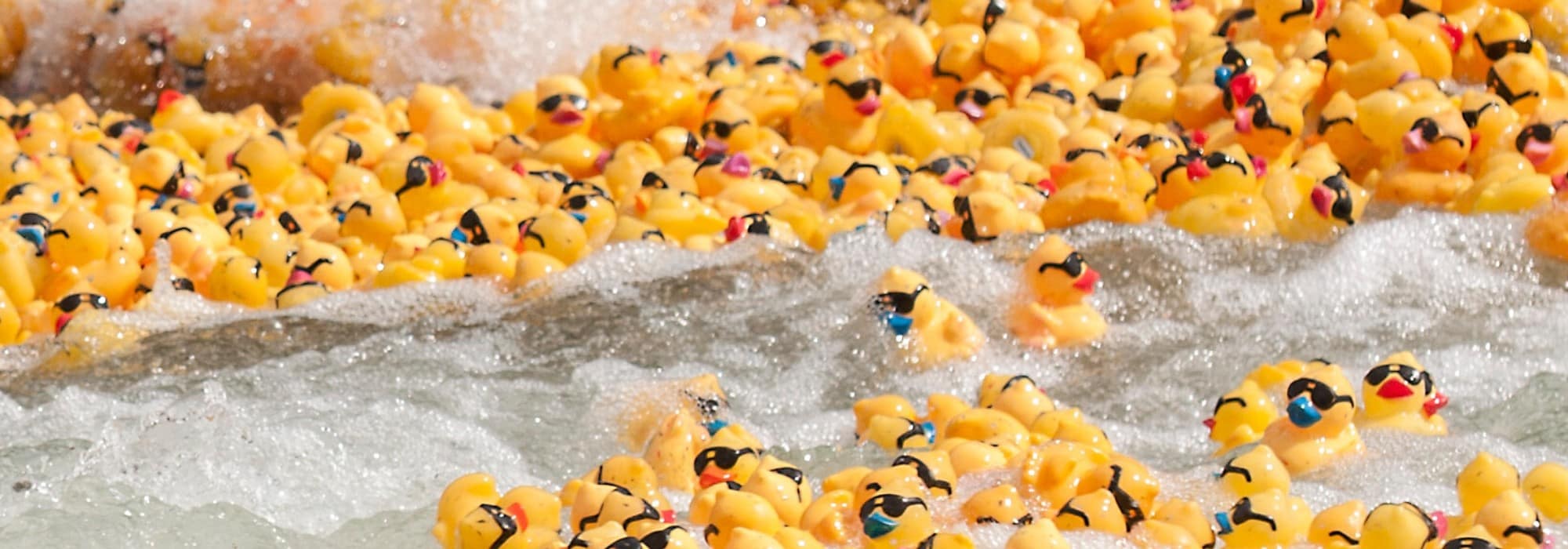 Rubber race ducks riding the rapids down the river