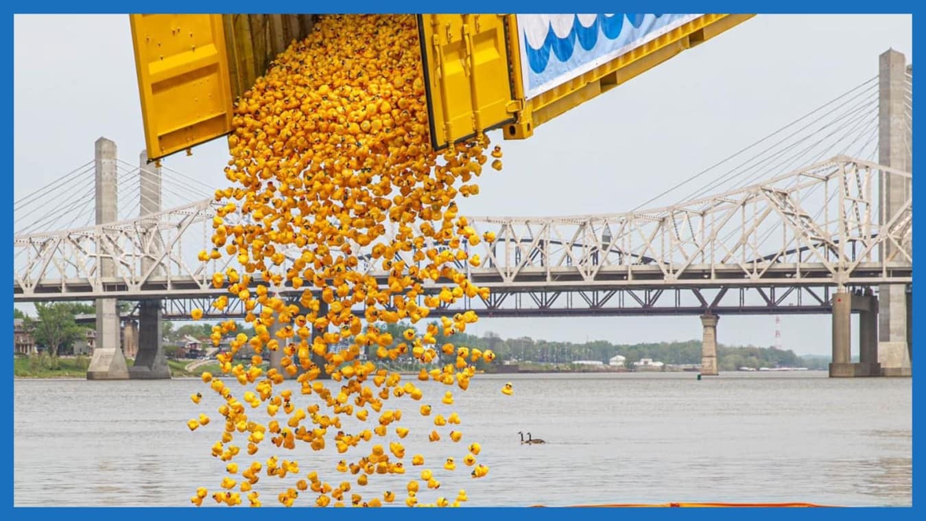 Thousands of yellow rubber ducks pouring out of a truck into the river at the start of a duck race