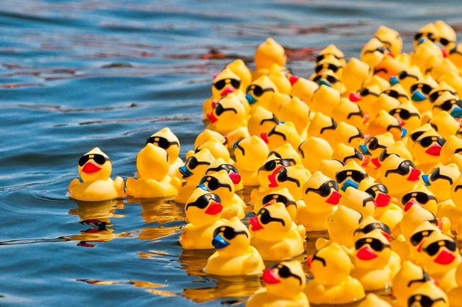 Rubber ducks floating in the water