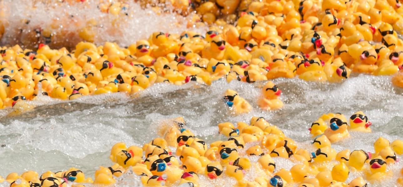 Rubber ducks racing down a rushing stream