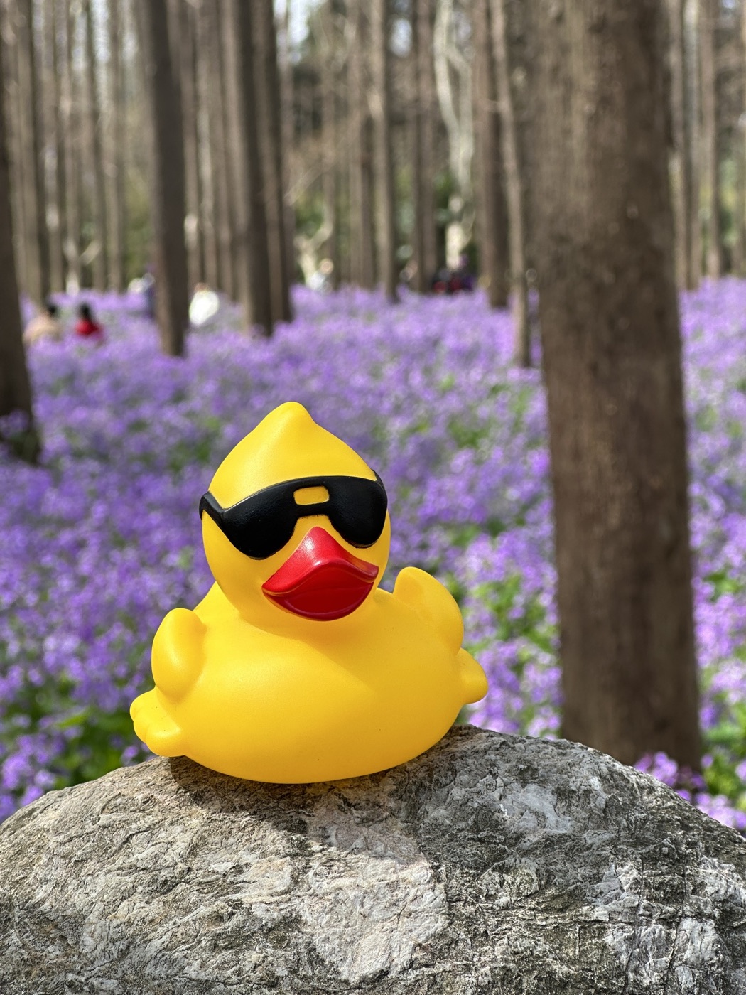 A race duck resting on a stone in a lavender field