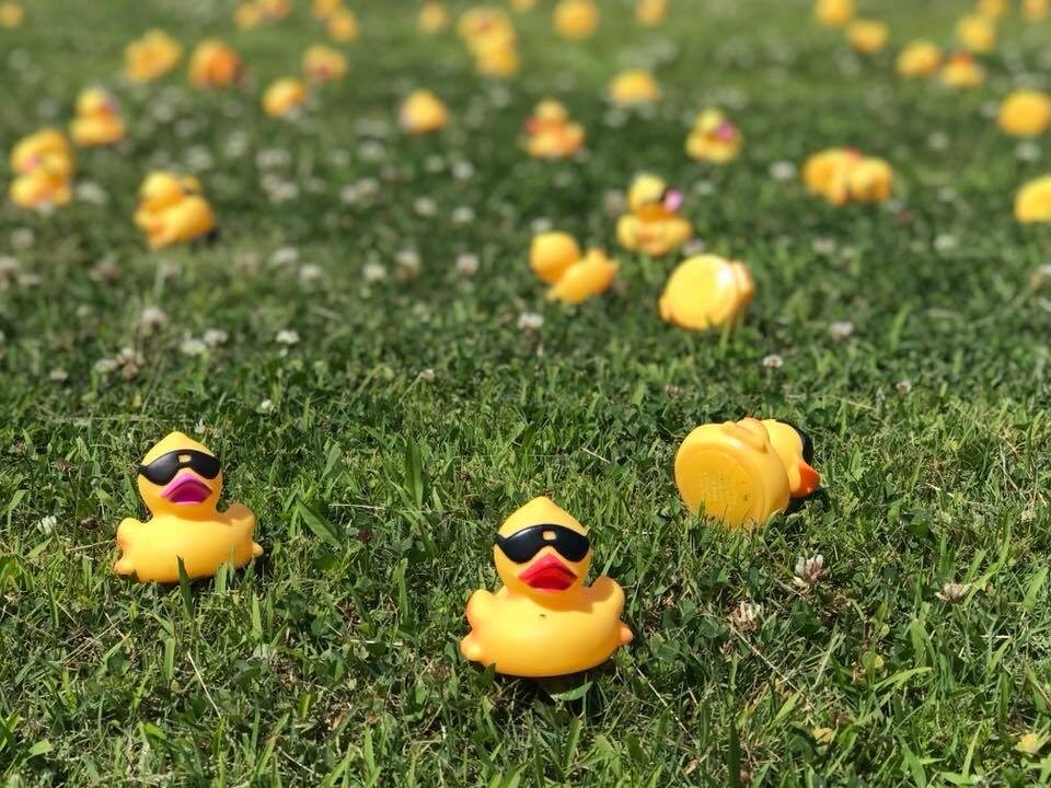 Race ducks scattered across a sunny lawn