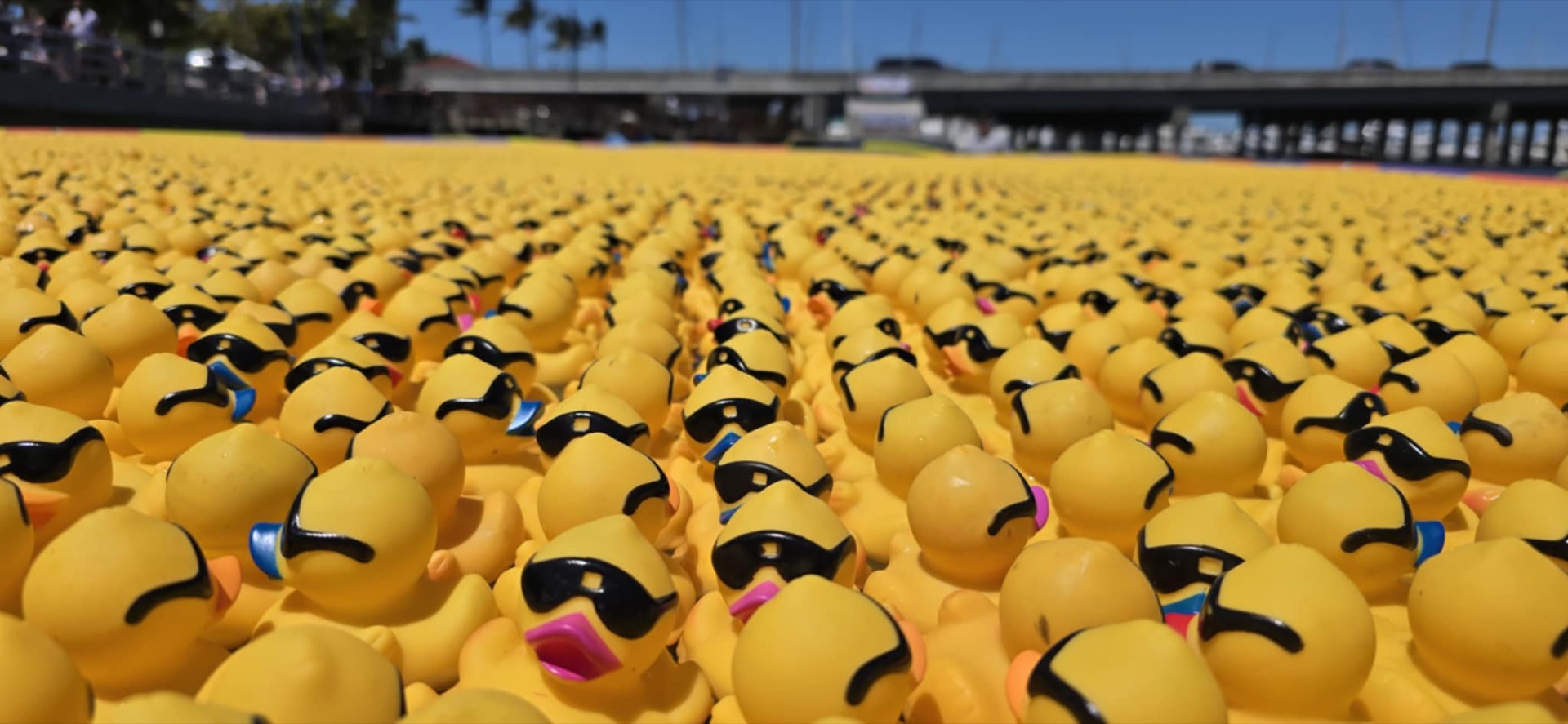 An aerial view of thousands of race ducks covering the water